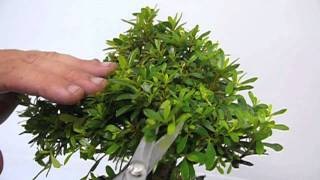 Pruning techniques for developing azaleas [upl. by Bryanty]