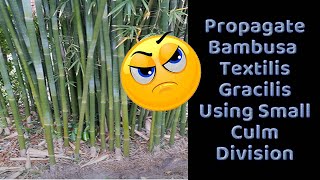 Propagate Bambusa Textilis Gracilis Using Small Culm Division [upl. by Eidac992]