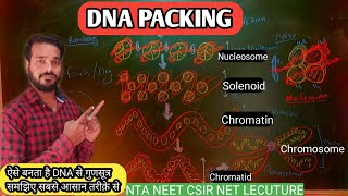 DNA Packing  DNA packing hindi  nucleosome  Solenoid model  Chromosome formation  NEET biology [upl. by Patience43]