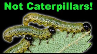 Caterpillar vs Sawfly Larva  Easy Way to Tell Them Apart [upl. by Laehcimaj357]