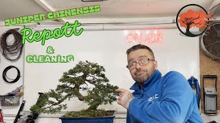 Juniper Chinensis Bonsai Repot And Cleaning [upl. by Alyse56]