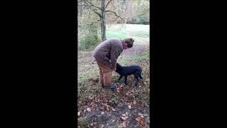 Connivence  Élevage de labradors lignées de Travail Élevage Labradors pour la chasse [upl. by Zandra512]