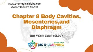 Chapter 8 Body Cavities Mesenteries and Diaphragm Embryology [upl. by Annad917]