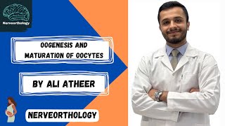 Embryology  oogenesis and maturation of oocytes [upl. by Anivad97]