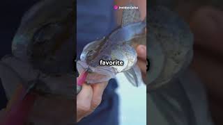 Top 5 Fishing Lures You Must Try fishing shimano foryou carpfishing flyfishingtactics tips [upl. by Bainbridge]