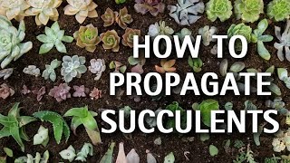 How to Propagate Succulents [upl. by Beshore]