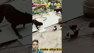 help 🐍 snake attacking shortvideo dog snakevideo [upl. by Fricke]