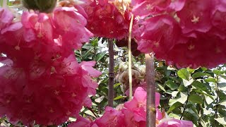 Long lasting flowering plant Pink ball dombeya aka tropical hydrangea [upl. by Nosdivad406]