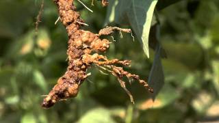 Diagnosing Nematode Damage in the Field [upl. by Ailemaj180]