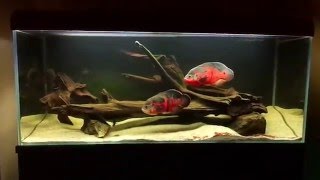 Oscar fish Astronotus ocellatus 450l tank [upl. by Rise]