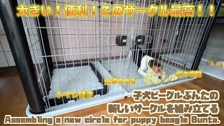 子犬ビーグルぶんたの新しいサークルを組み立てるAssembling a new circle for puppy beagle Bunta【ビーグル犬ぶんたの毎日】 [upl. by Hogarth]