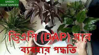 ডিএপি সার ব্যবহার পদ্ধতি DAP Fertilizer Using Method Bangla [upl. by Holman]