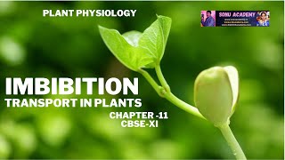 Imbibition  Plant Physiology  UNIT 4  Transport in Plant  Chapter 11  NEET [upl. by Annahsad598]