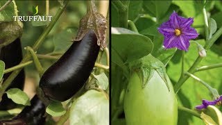 Comment planter des aubergines au potager   Truffaut [upl. by Frager111]