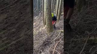 quotTimber Takedown Expert Tree Cutting Techniques Cutting Down a Giant Tree Felling in 10 seconds [upl. by Dutch]