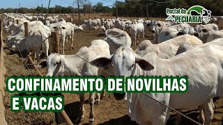 Confinamento de novilhas e vacas [upl. by Ynohta]