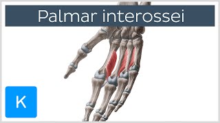 Palmar Interossei Muscles  Origins amp Function  Human Anatomy  Kenhub [upl. by Judith505]