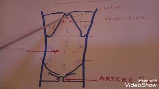 Anatomie générale  Les neuf 9 quadrans de labdomen للطلبة [upl. by Acassej]