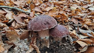 După hribi în pădurea mare de foioase hribi roșiatici am dat de ei 🍄🍄💪🏻😱 [upl. by Gierc]