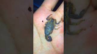 handling desert scorpion HHottentotta shortvideo shorts animals scorpion [upl. by Donough]