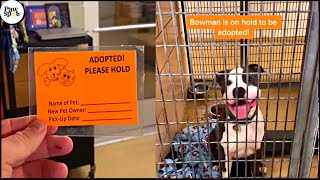 Shelter Dogs Get Adopted  Priceless Moments When Shelter Dogs Realized They Are Being Adopted [upl. by Anital]