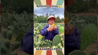 Cactus Plant Fruit Fact Video  kannada facts karnataka amazing youtubeshorts trendingshorts [upl. by Ahsinra]