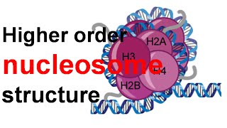 Higher order nucleosome structure [upl. by Airdni]