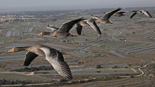 Les routes secrètes des oiseaux migrateurs [upl. by Arbas638]