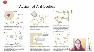 Chapter 111b  Maturation and Activation of B Lymphocytes  Cambridge ALevel 9700 Biology [upl. by Noivaz]