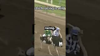 Ostrich racing is crazy [upl. by Ahsatel152]