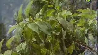 Agro Forestry Species  Pongamia Acacia nilotica Sissoo and Sandalwood [upl. by Attemaj]