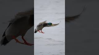 Mallard hunting duckcalling duckhunters duck waterfowl duckhunt outdoors callduck [upl. by Miguelita]