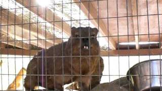 Talking Rock Hyrax [upl. by Siegfried216]