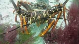 Crayfish Freediving Fiordland [upl. by Dustman938]