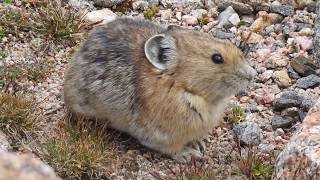 American Pika Ochotona princeps Colorado USA [upl. by Anod]