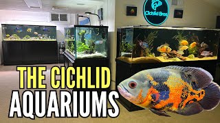 All of My Aquariums  10 Cichlid Tank Setups in One Fish Room [upl. by Nauaj]