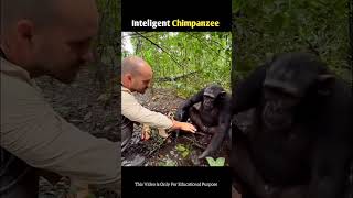 How intelligent is this chimpanzee shorts [upl. by Sande]