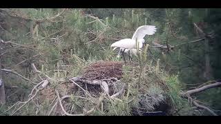 Spoonbills gathering nesting material from an old unused White Stork nest [upl. by Hanser]