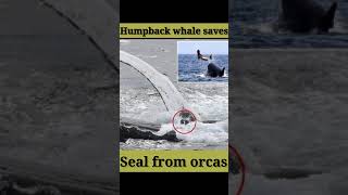 Humpback Whale Saves Seal from Orcas😨😰🔥shorts [upl. by Acim641]