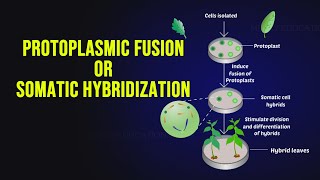 Protoplasmic Fusion or Somatic Hybridization [upl. by Ainelec275]