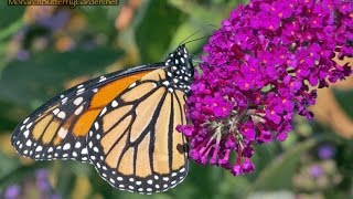 Migrating Monarchs find Buddleja Buzz Bliss [upl. by Siskind]