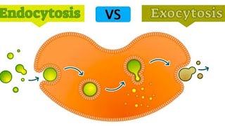 Endocytosis and Exocytosis in urdu \hindi [upl. by Ethelyn]