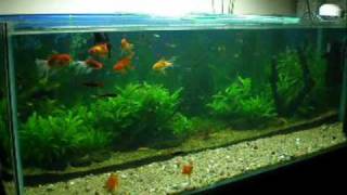 Planted Aquarium Diana Walstad Method [upl. by Lilybelle]