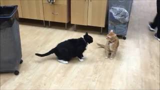 An example of normal feline play behavior [upl. by Ytomit]