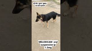 Melonex meloxicam oral डॉग के चोट मोच बुखार मे आराम दायक [upl. by Ayardna]