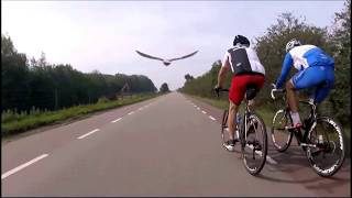 Wielrenners Hoeksche Waard Duif vliegt mee naar Haringvlietbrug Gopro [upl. by Suravat]