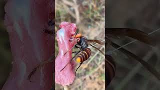 Tagging 🤫 insectwars hornets wasps shortsyoutube [upl. by Phina]