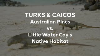 Uninvited Guest Australian Pines vs Little Water Cays Native Habitat  Turks amp Caicos Islands [upl. by Brittnee]