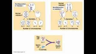 Chromosomal abnormalities [upl. by Aicsila]