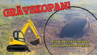 Ett vildsvin orsakar förödelse på åteln [upl. by Nesaj]